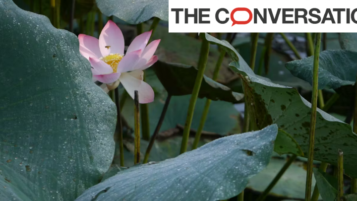 Photographie de feuilles et fleurs de lotus Nelumbo nucifera Gaertn.