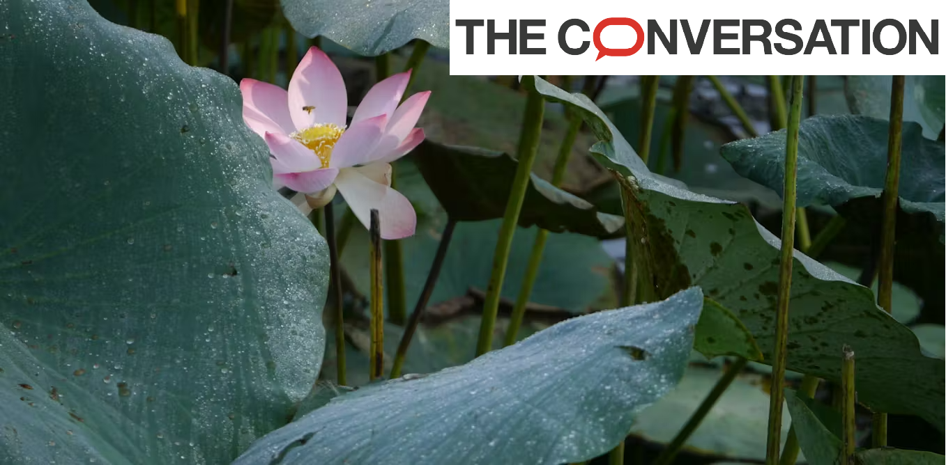 Crédits photo Dinesk Valke