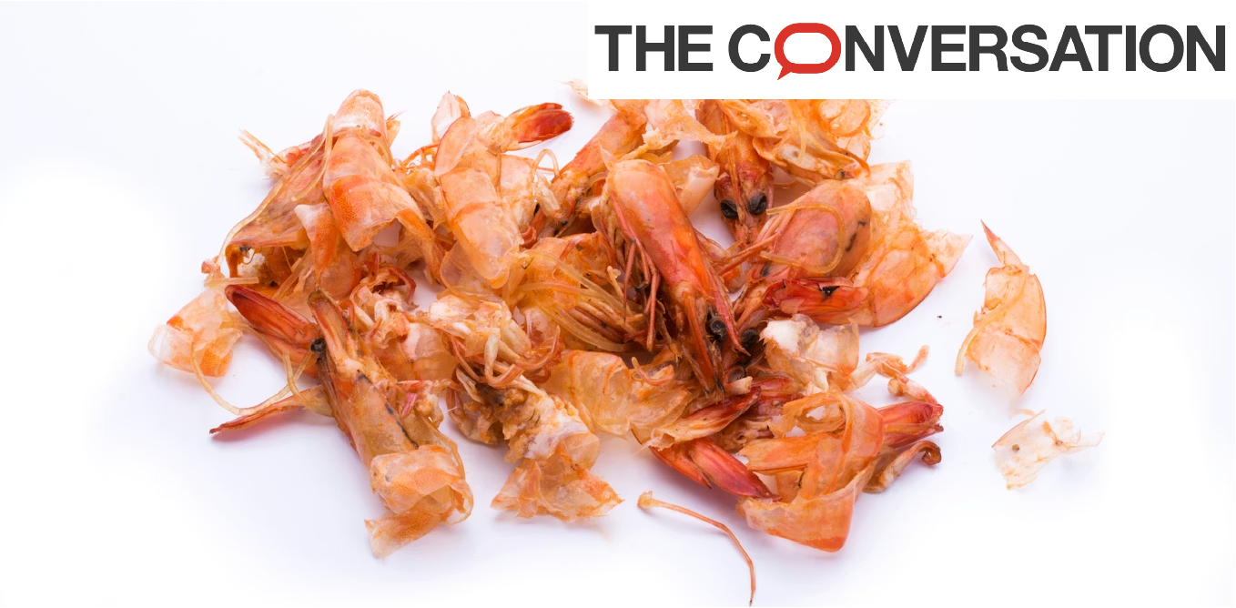Des déchets de crevette pour une électronique plus écoresponsable ?