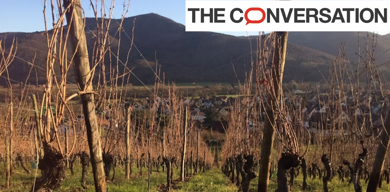 Une nouvelle solution pour lutter contre le dépérissement de la vigne dans les vignobles alsaciens